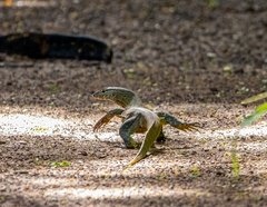Varanus niloticus