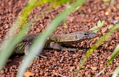 Varanus niloticus
