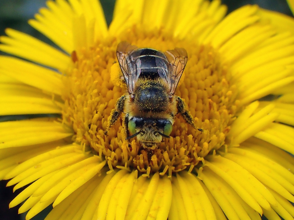 Anthophora lanzarotensis
