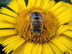 Anthophora lanzarotensis