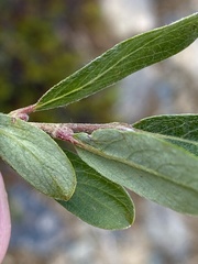 Salix niphoclada