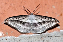 Arcobara tergeminaria