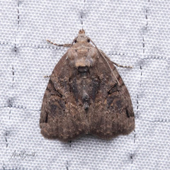 Pseudeustrotia indeterminata