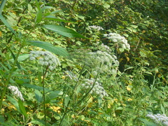 Cicuta virosa