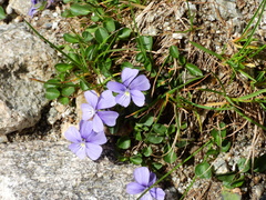 Viola argenteria