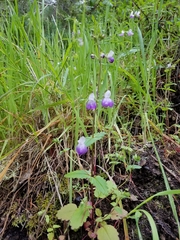 Collinsia multicolor