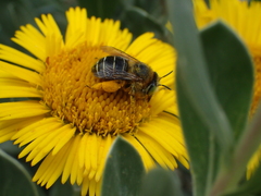 Anthophora lanzarotensis
