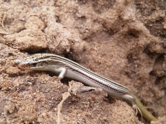 Plestiodon multivirgatus