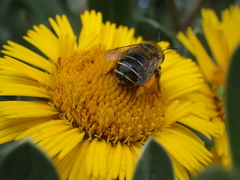 Anthophora lanzarotensis