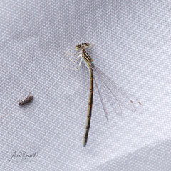 Enallagma basidens