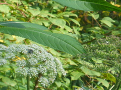 Cicuta virosa