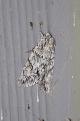 Andropolia aedon