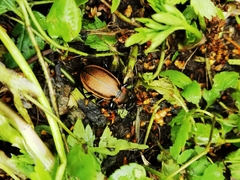 Carabus regalis