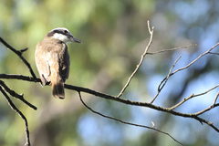 Pitangus sulphuratus