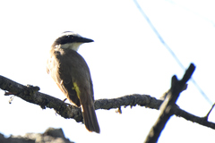 Pitangus sulphuratus