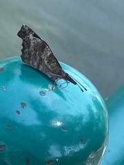 Libytheana carinenta