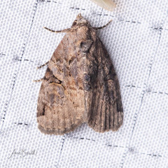 Pseudeustrotia indeterminata