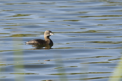 Podilymbus podiceps