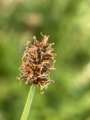 Image of Carex neurophora by (c) Matt Berger, some rights reserved (CC BY)