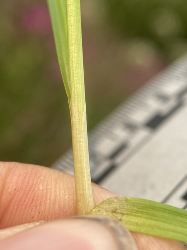 Image of Carex neurophora by (c) Matt Berger, some rights reserved (CC BY)