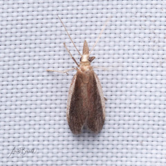 Tampa dimediatella