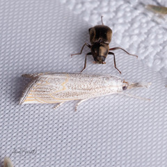 Haimbachia squamulellus