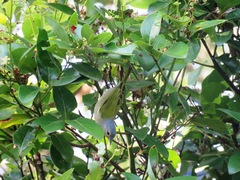 Conirostrum speciosum