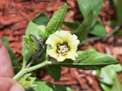 Physalis lanceolata