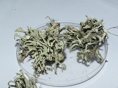 Ramalina siliquosa