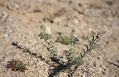 Glandularia laciniata