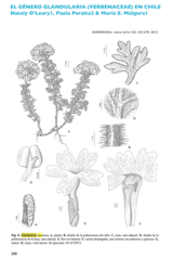 Glandularia laciniata
