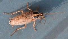 Blattella vaga