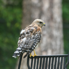 Buteo lineatus