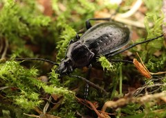 Carabus arvensis