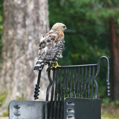 Buteo lineatus
