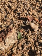 Ophioglossum polyphyllum