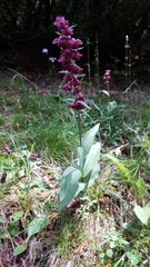Epipactis atrorubens