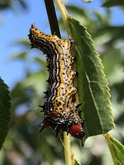 Oedemasia concinna