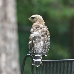 Buteo lineatus