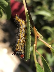 Oedemasia concinna