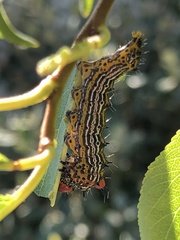 Oedemasia concinna