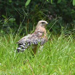 Buteo lineatus