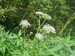 Cicuta virosa