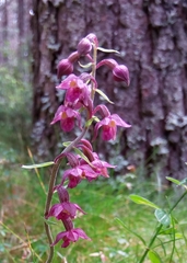 Epipactis atrorubens