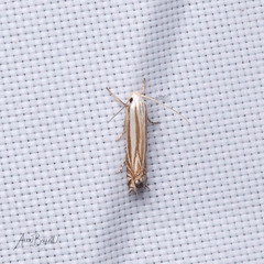 Polyhymno luteostrigella