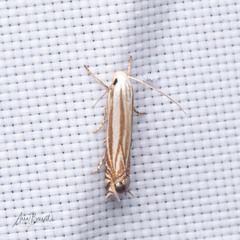 Polyhymno luteostrigella