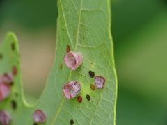 Phylloteras volutellae