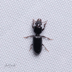Clivina dentipes