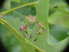 Phylloteras volutellae