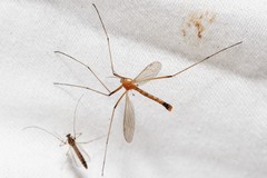 Tricyphona
